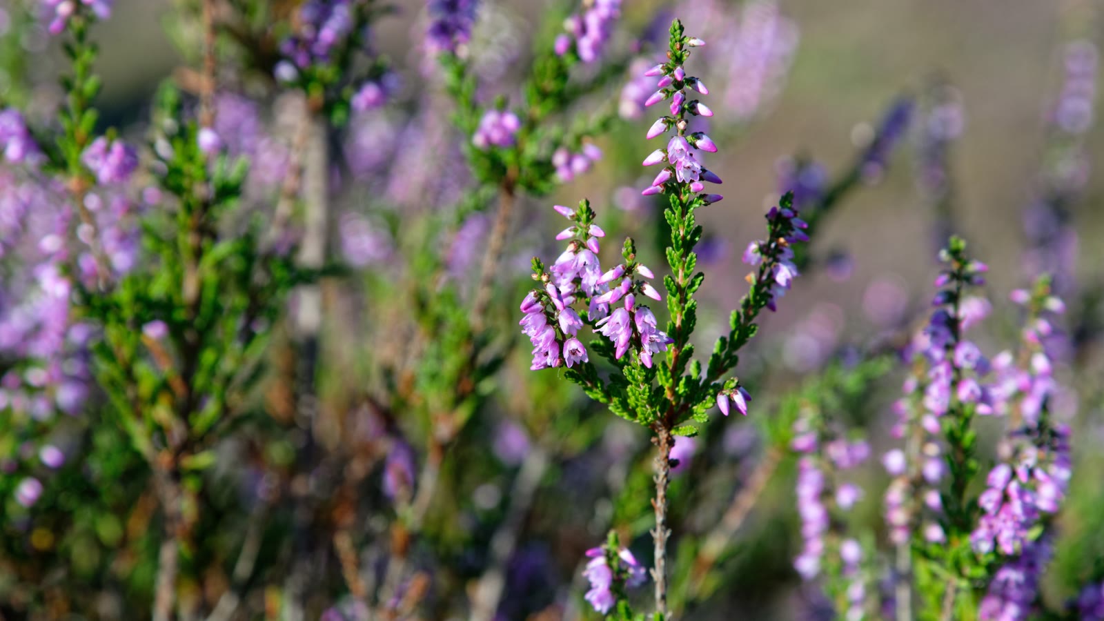 Nærbillede af blomstrende hedelyng i lilla nuancer